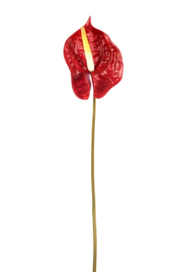 Immagine di ANTHURIUM CM.70