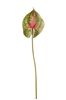 Immagine di ANTHURIUM CM.70