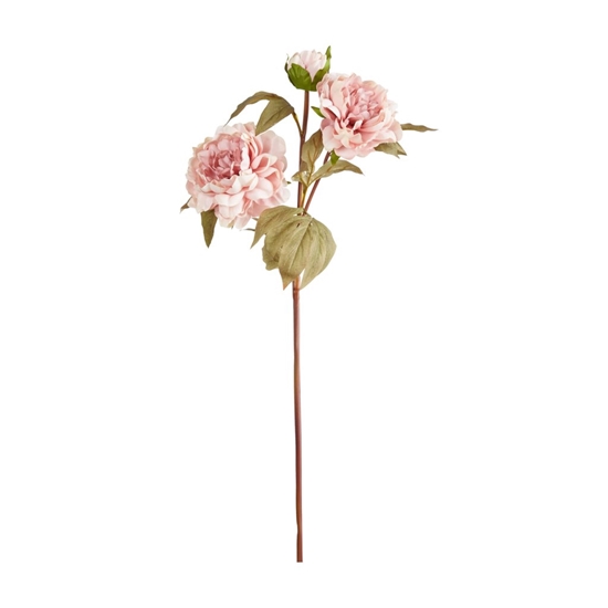 Immagine di PEONIA x 3 CM.75