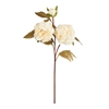 Immagine di PEONIA x 3 CM.75