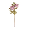 Immagine di PEONIA x 3 CM.75