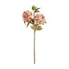 Immagine di PEONIA x 3 CM.75
