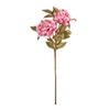 Immagine di PEONIA x 3 CM.75