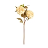 Immagine di PEONIA x 3 CM.75