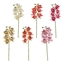 Immagine di CIMBIDIUM 6 FIORI CM.68
