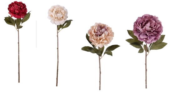 Immagine di PEONIA SINGOLA