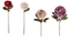Immagine di PEONIA SINGOLA
