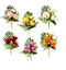 Immagine di FRONTALE 3 ROSE CM.33