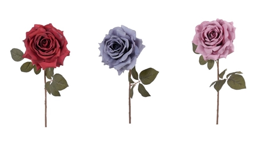 Immagine di ROSA SINGOLA
