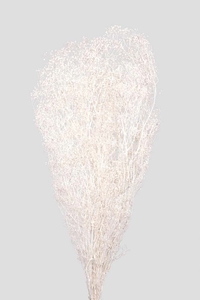 Picture of Mini-Gypsophila- White