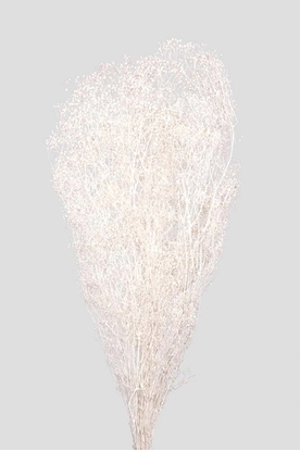 Immagine di Mini-Gypsophila- White