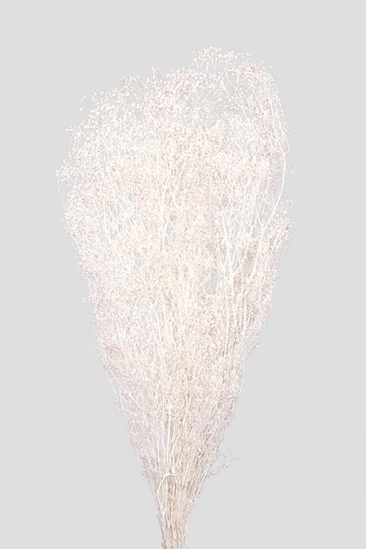Immagine di Mini-Gypsophila- White