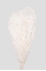Immagine di Mini-Gypsophila- White