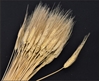 Immagine di GRANO MAZZO SPIGHE EXTRA