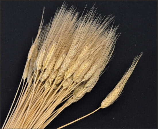 Immagine di GRANO MAZZO SPIGHE EXTRA