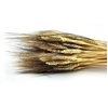 Immagine di GRANO MAZZO SPIGHE EXTRA