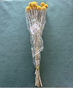 Immagine di CRASPEDIA NAT GIALLO SACCHETTO X 15 PZ