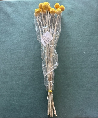 Immagine di CRASPEDIA NAT GIALLO SACCHETTO X 15 PZ