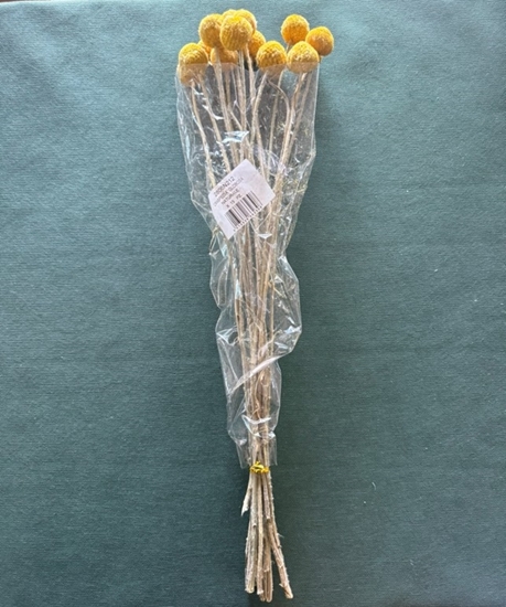 Picture of CRASPEDIA NAT GIALLO SACCHETTO X 15 PZ
