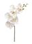 Picture of PHALAENOPSIS x 6 CM.72