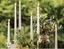 Picture of CANDELE CONICHE H.250X D.25 mm  CF. 12 PZ