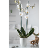 Picture of CASPÒ D. 17 H 15,5 WHITE SHINE