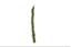 Picture of FESTONE AURUCARIA FORTUNE CM.180